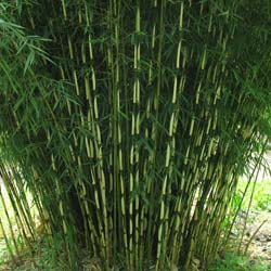 Bambu Fargesia robusta 'Campbell'